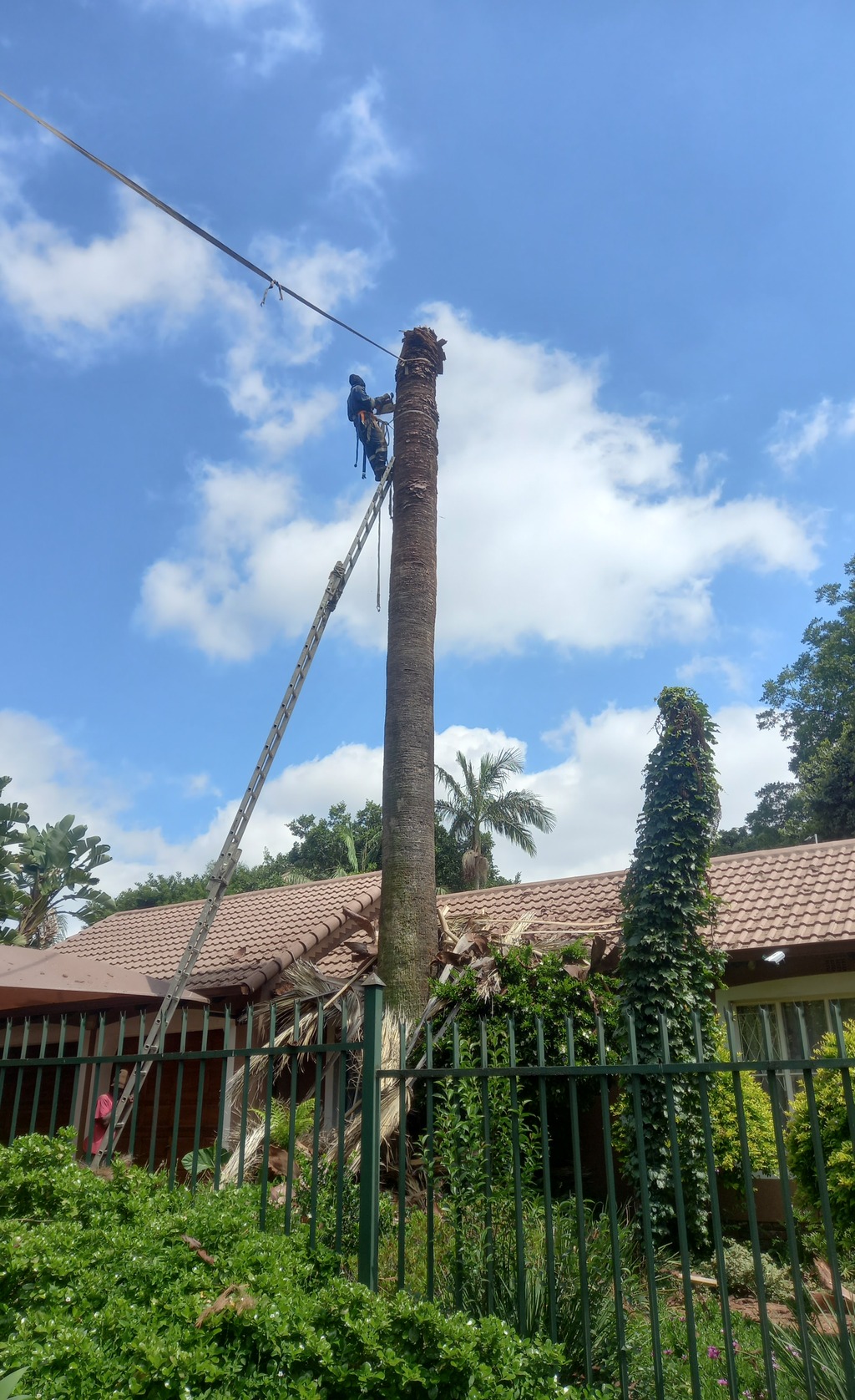 Image  showing a arborist on top of a tall palm tree cutting down 