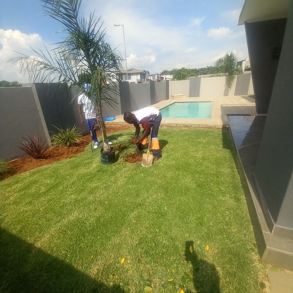 Two man planting a small palm tree in black plastic paper