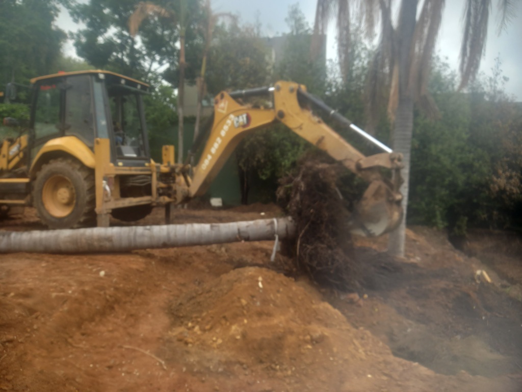 TLB machine transplanting a palm tree 